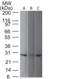 Anti-pgp9.5 (UCHL-1)(31A3), CF740 conjugate - image 2