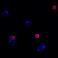 Yeast Viability Staining Kit (Green/Red) - image 2