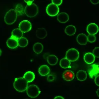 Yeast Viability Staining Kit (Far-Red/Red) - image 3
