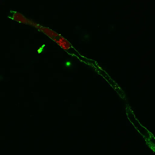 Yeast Viability Staining Kit (Far-Red/Red) - image 4