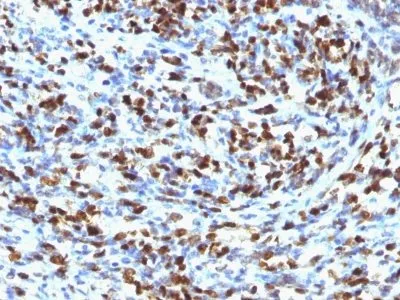 Anti-Myogenin(MGN185), CF740 conjugate - image 1