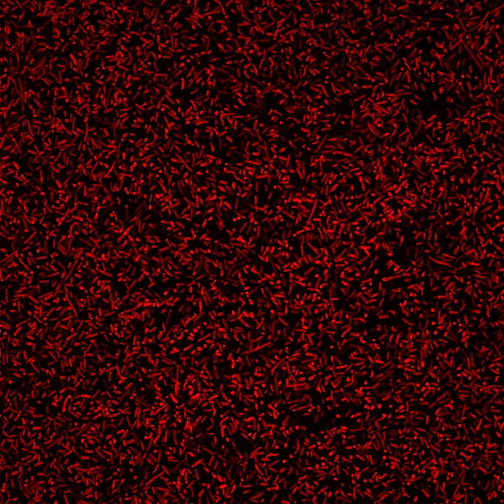 BactoView™ Live Red, Trial Size - image 7