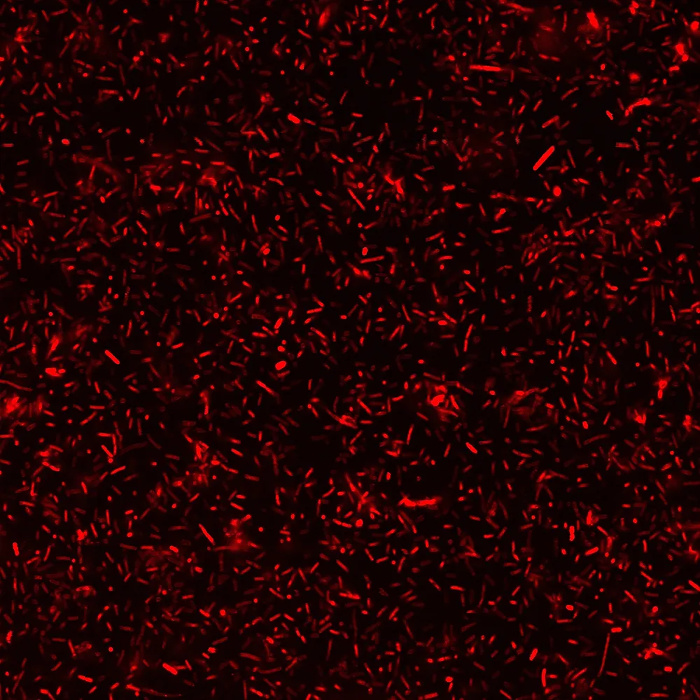 BactoView™ Live Red, Trial Size - image 8