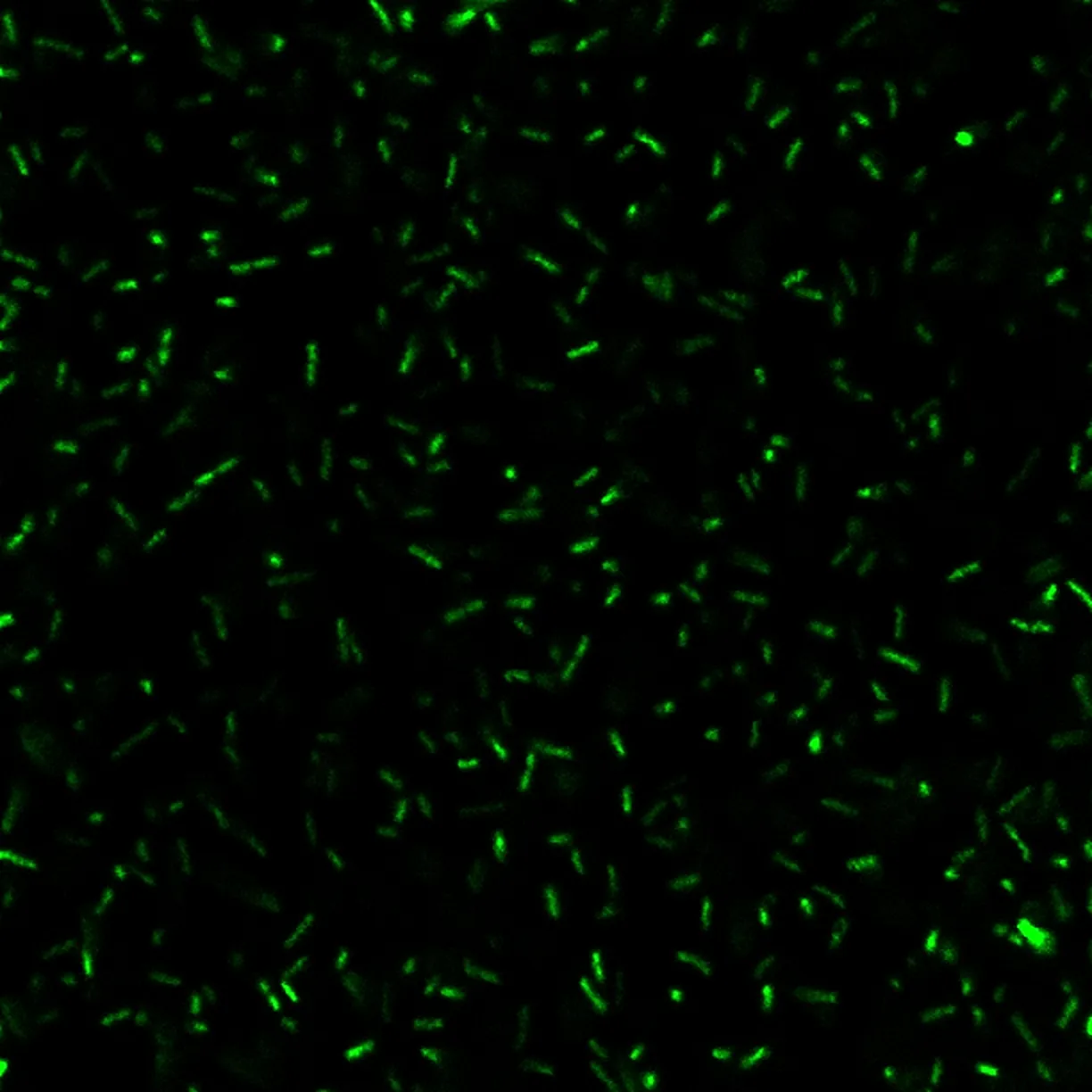BactoView™ Live Green, Trial Size - image 4