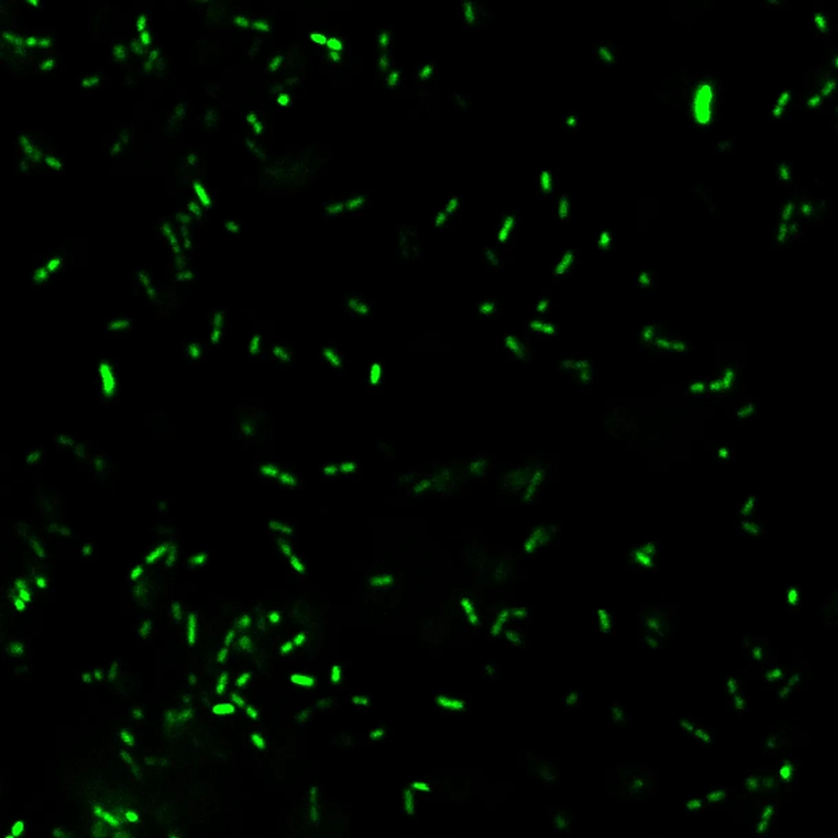 BactoView™ Live Green, Trial Size - image 5