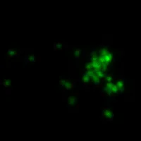 BactoView™ Live Green, Trial Size - image 10