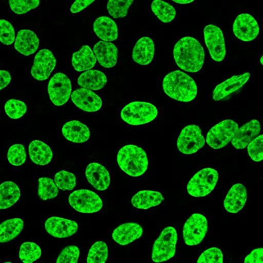 NucSpot® 555/570, 1000X in DMSO (trial size) - image 2