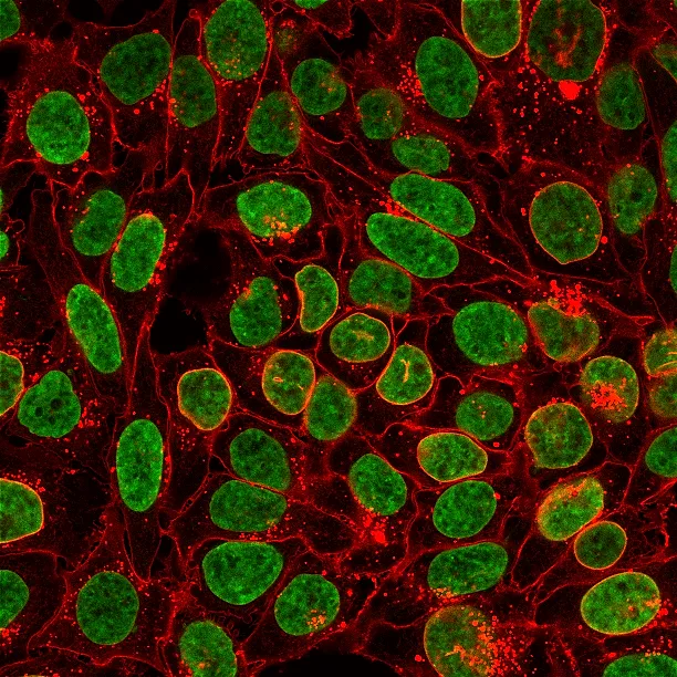 NucSpot® 555/570, 1000X in DMSO (trial size) - image 3