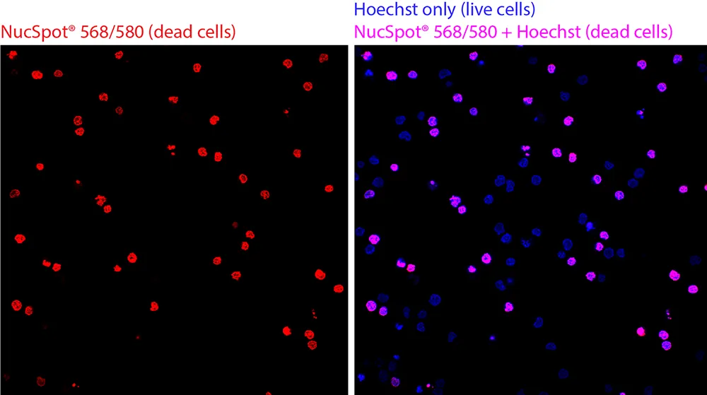 NucSpot® 555/570, 1000X in DMSO (trial size) - image 7