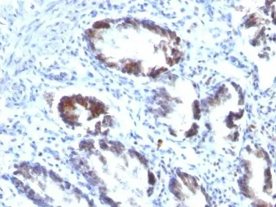 Anti-Transgelin / SM22-alpha(TAGLN/247), CF740 conjugate - image 2