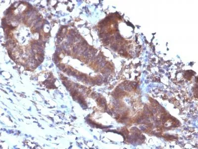 Anti-Transgelin / SM22-alpha(TAGLN/247), CF740 conjugate - image 1