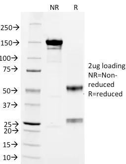 Anti-CD3e(RIV9), CF740 conjugate - image 4