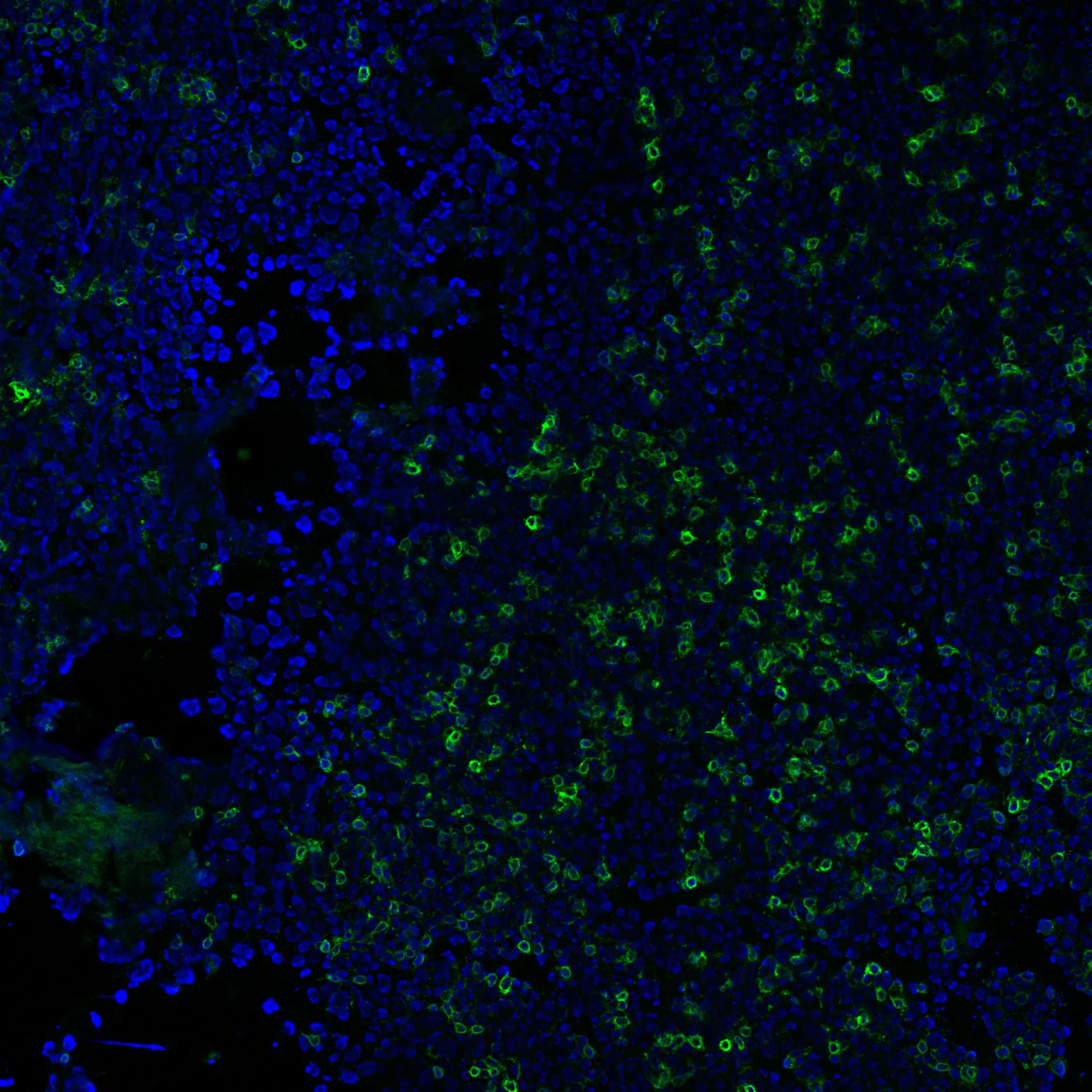 Anti-CD3e(RIV9), CF740 conjugate - image 1