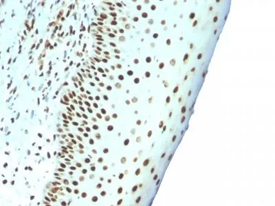 Anti-Human Nuclear Antigen(NM106), CF740 conjugate - image 2