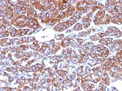 Anti-CD10(CB-CALLA), CF740 conjugate - image 1