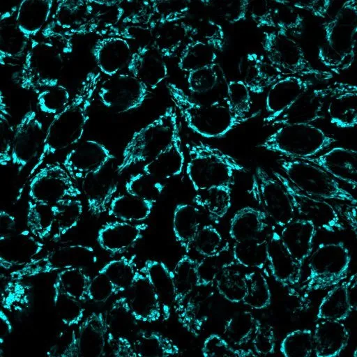 MitoView™ Green, Trial Size - image 3
