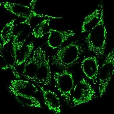 MitoView™ Green, Trial Size - image 4