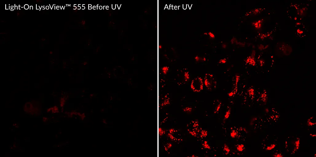 "Light-on" LysoView™ 555, Trial Size - image 2