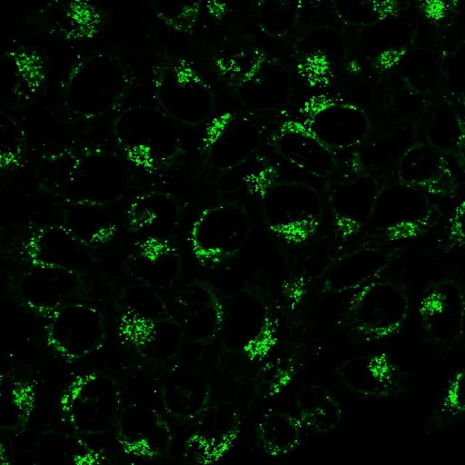 LysoView™ 488, 1000X in DMSO, Trial Size - image 4