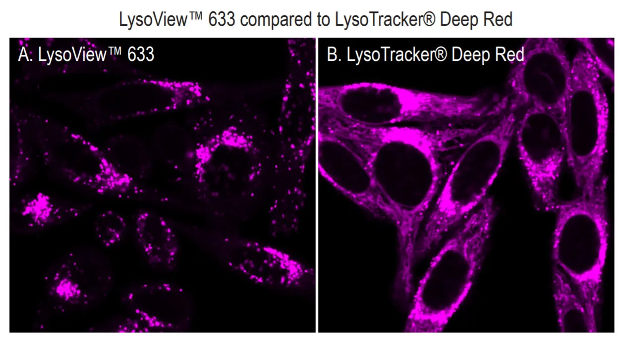 LysoView™ 488, 1000X in DMSO, Trial Size - image 9