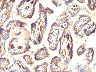 Anti-Podocalyxin(3D3), CF740 conjugate - image 4