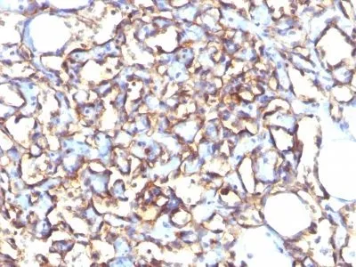 Anti-Podocalyxin(3D3), CF740 conjugate - image 1