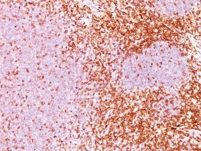 Anti-CD6(3F7B5), CF740 conjugate - image 1