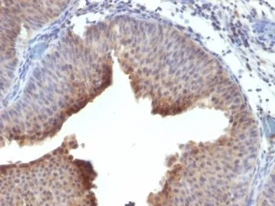 Anti-Cytokeratin 6(LHK6), CF740 conjugate - image 1