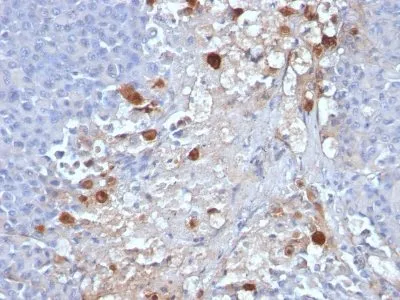 Anti-MUC18 / Mucin 18 / CD146(OJ79c), CF740 conjugate - image 1