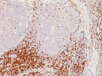 Anti-CD5(CD5/54/F6), CF740 conjugate - image 1