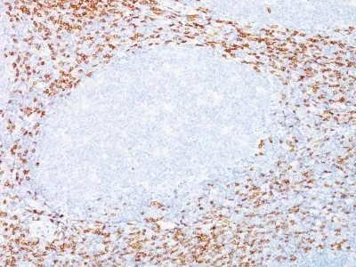 Anti-CD8(C8/468 + C8/144B), CF740 conjugate - image 1