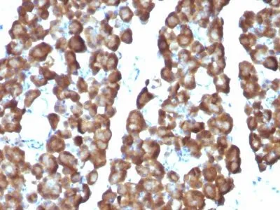 Anti-ODC-1 (Ornithine Decarboxylase-1)(ODC1/487), CF740 conjugate - image 2