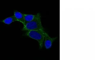 Anti-ODC-1 (Ornithine Decarboxylase-1)(ODC1/487), CF740 conjugate - image 1