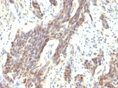 Anti-Cyclin D1(CCND1/809), CF740 conjugate - image 2