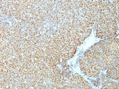 Anti-Cyclin D1(CCND1/809), CF740 conjugate - image 1