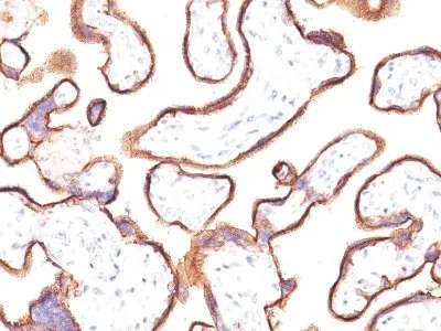 Anti-PLAP (Placental Alkaline Phosphatase)(ALP/870), CF740 conjugate - image 1