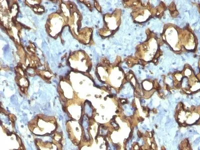 Anti-CD34(QBEnd/10 + HPCA1/763), CF740 conjugate - image 2