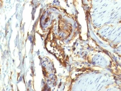 Anti-CD34(QBEnd/10 + HPCA1/763), CF740 conjugate - image 3