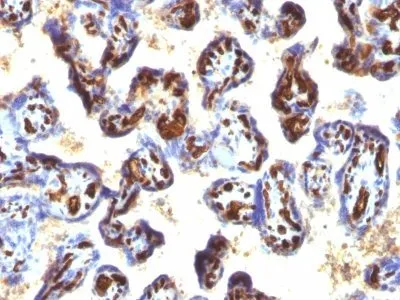Anti-CD34(QBEnd/10 + HPCA1/763), CF740 conjugate - image 4