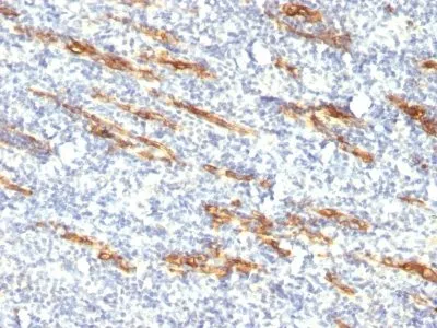 Anti-CD34(QBEnd/10 + HPCA1/763), CF740 conjugate - image 1