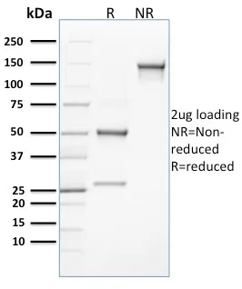 CLEC9A / DNGR1 (Dendritic Cell Marker) (8F9), CF640R conjugate, 0.1mg/mL