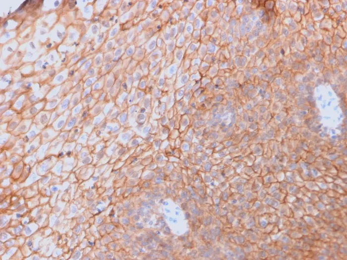 CD40 Ligand / CD154 / TRAP1 (Activation Marker of T-Lymphocytes) (CD40LG/2761), CF568 conjugate, 0.1mg/mL