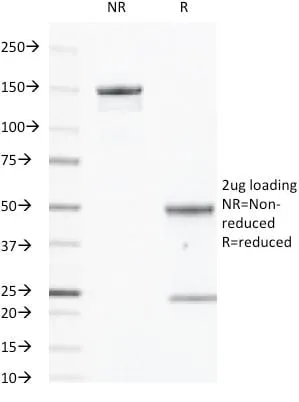 CD40 / TNFRSF5 / CD40L-Receptor (C40/2383), CF488A conjugate, 0.1mg/mL thumbnail 2
