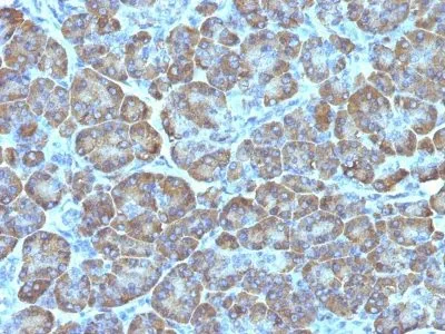 Mitochondrial Marker (MTC02), CF488A conjugate, 0.1mg/mL thumbnail 2