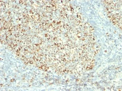 Mitochondrial Marker (MTC02), CF488A conjugate, 0.1mg/mL