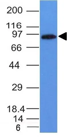 MALT-1 (MT1/410), Biotin conjugate, 0.1mg/mL thumbnail 2