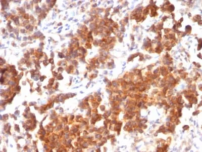 TNFS15 / VEGI (Vascular Endothelial Growth Inhibitor) (rVEGI/1283), CF405S conjugate, 0.1mg/mL thumbnail 2