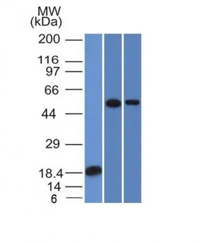 TOX3 (TOX3/1124), Biotin conjugate, 0.1mg/mL