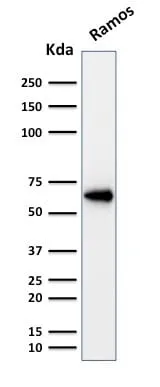 OCT-2 (POU2F2) (B-Cell Marker) (OCT2/2137), Biotin conjugate, 0.1mg/mL thumbnail 3