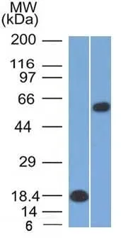 OCT-2 (POU2F2) (B-Cell Marker) (OCT2/2137), Biotin conjugate, 0.1mg/mL thumbnail 4